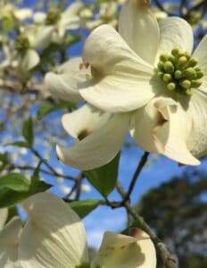 Serene white dogwood blossom symbolizing remembrance and peace, fitting for honoring loved ones with dignity and compassion at Dogwood Cremations LLC.