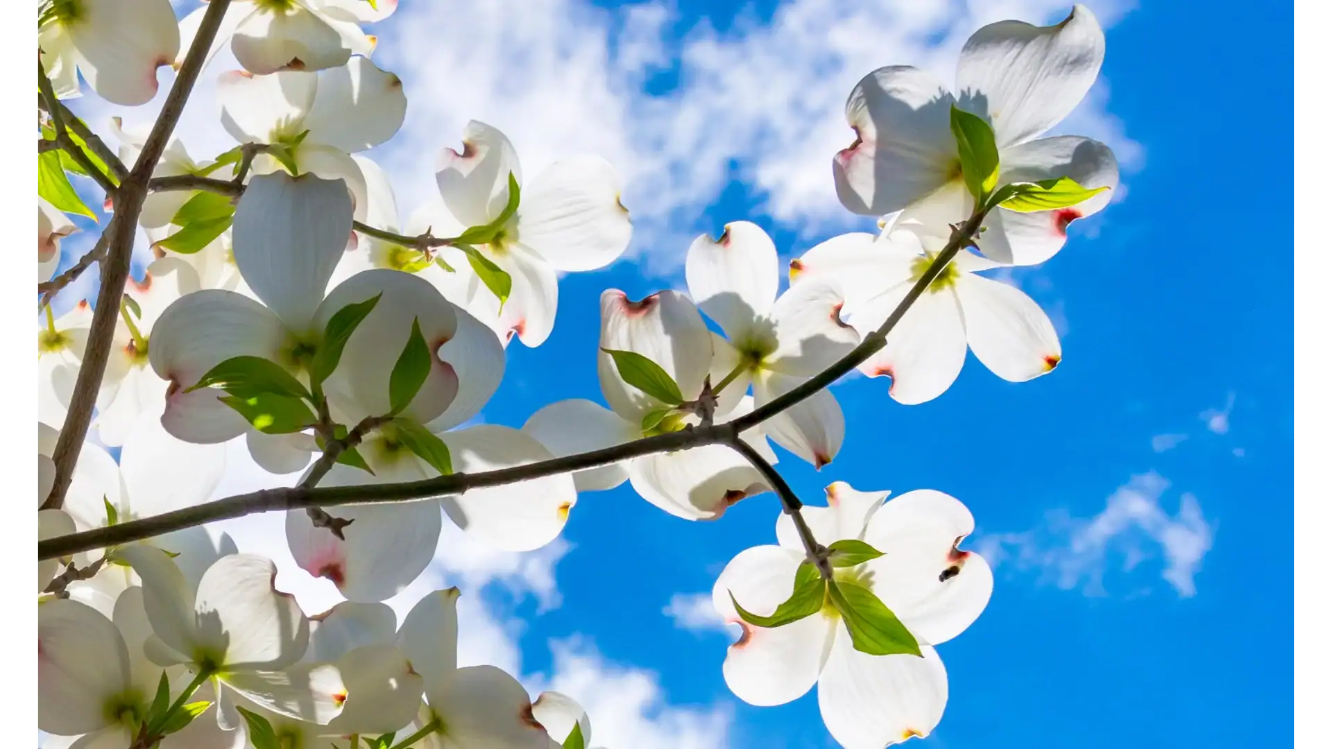 Dogwood branch hero