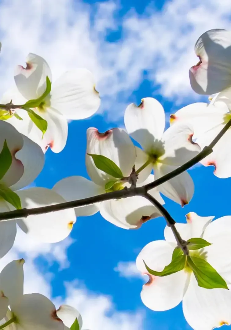 Dogwood branch hero Dogwood branch hero